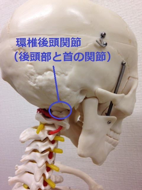 環椎後頭関節