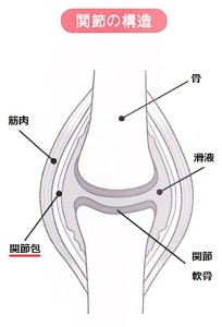 関節の構造